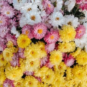 Meet your Posher, Casey 🍦✨